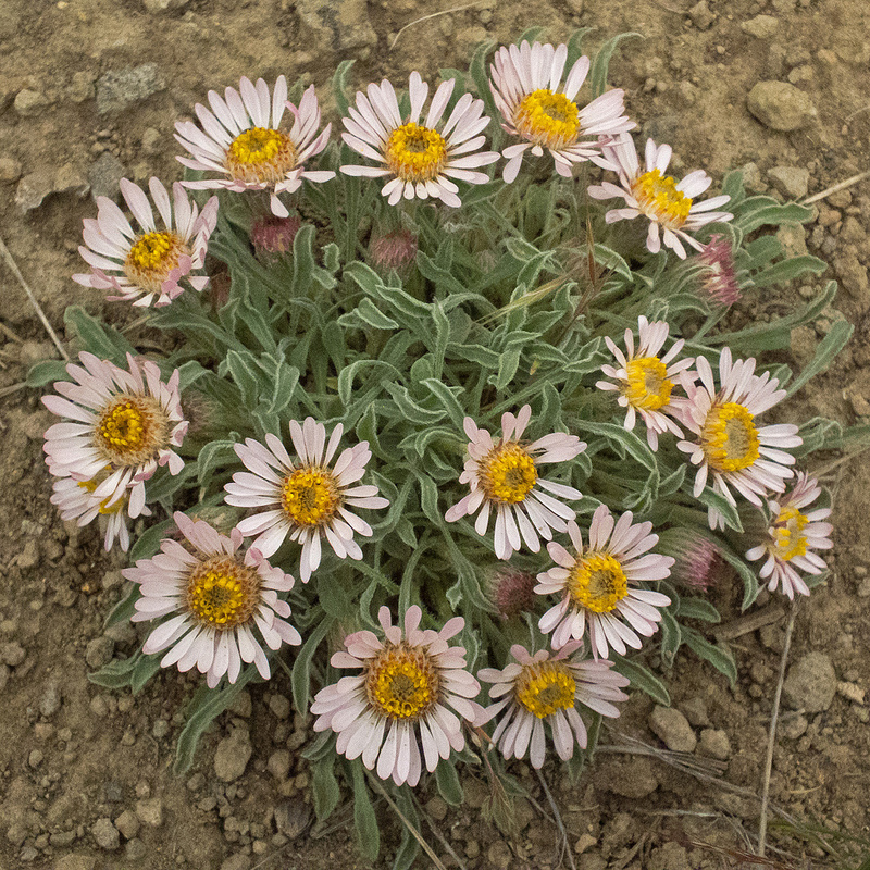Showy Townsend Daisy white and pink flowers